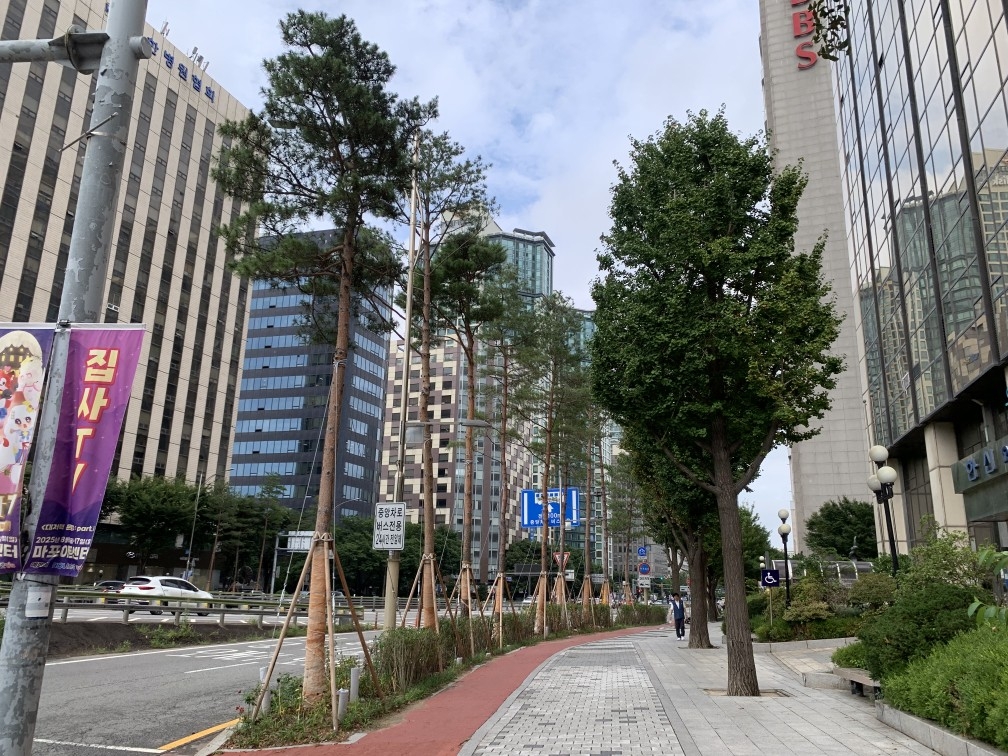 귀빈 맞던 마포대로, 이제는 '명품 소나무길'로 다시 태어나다