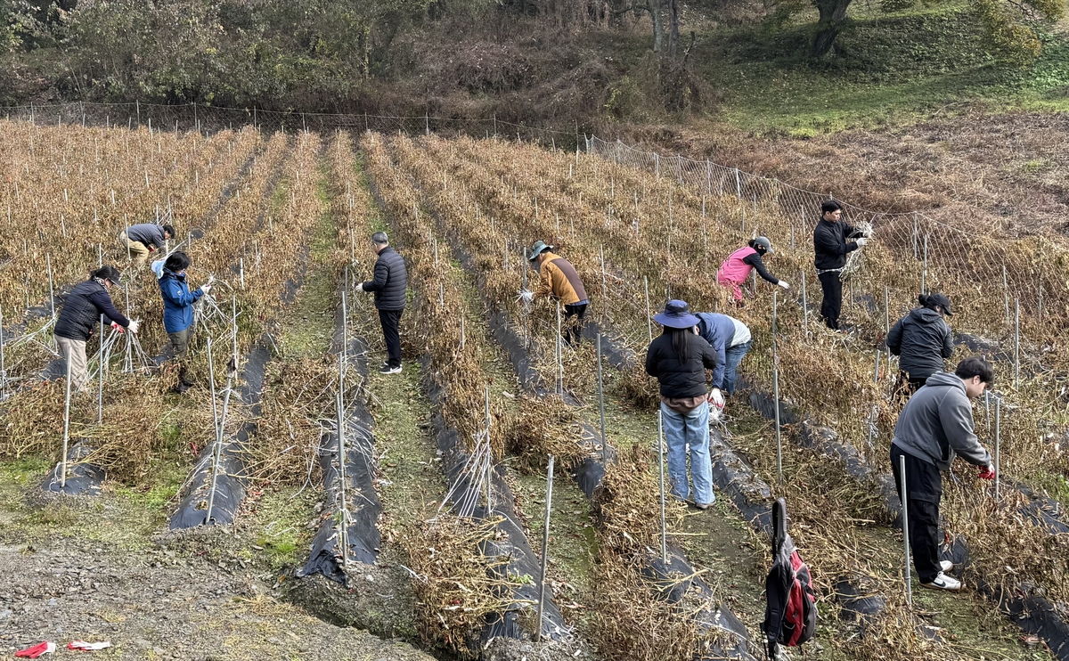 보은군, 수확 철 농촌 일손 돕기 '구슬땀'…농가에 큰 힘