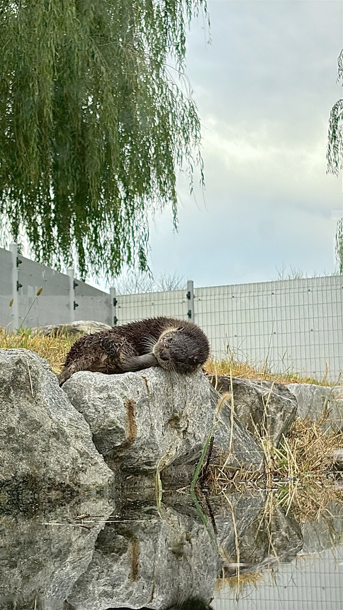 '수달이 돌아왔다' 섬진강수달생태공원, 천연기념물 수달 2개체 입식 완료