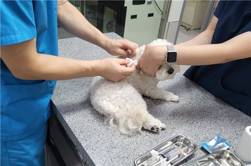 광주시, 설 연휴 반려동물 응급진료 운영
