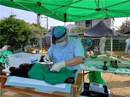 경기도, 민간동물보호시설서 보호 중인 동물들 건강 챙긴다…수의사 현장 방문
