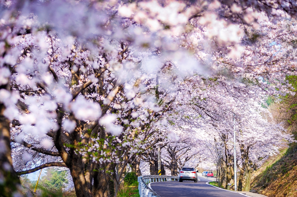 국민쉼터 남해, 황홀한 꽃대궐이 펼쳐진다…