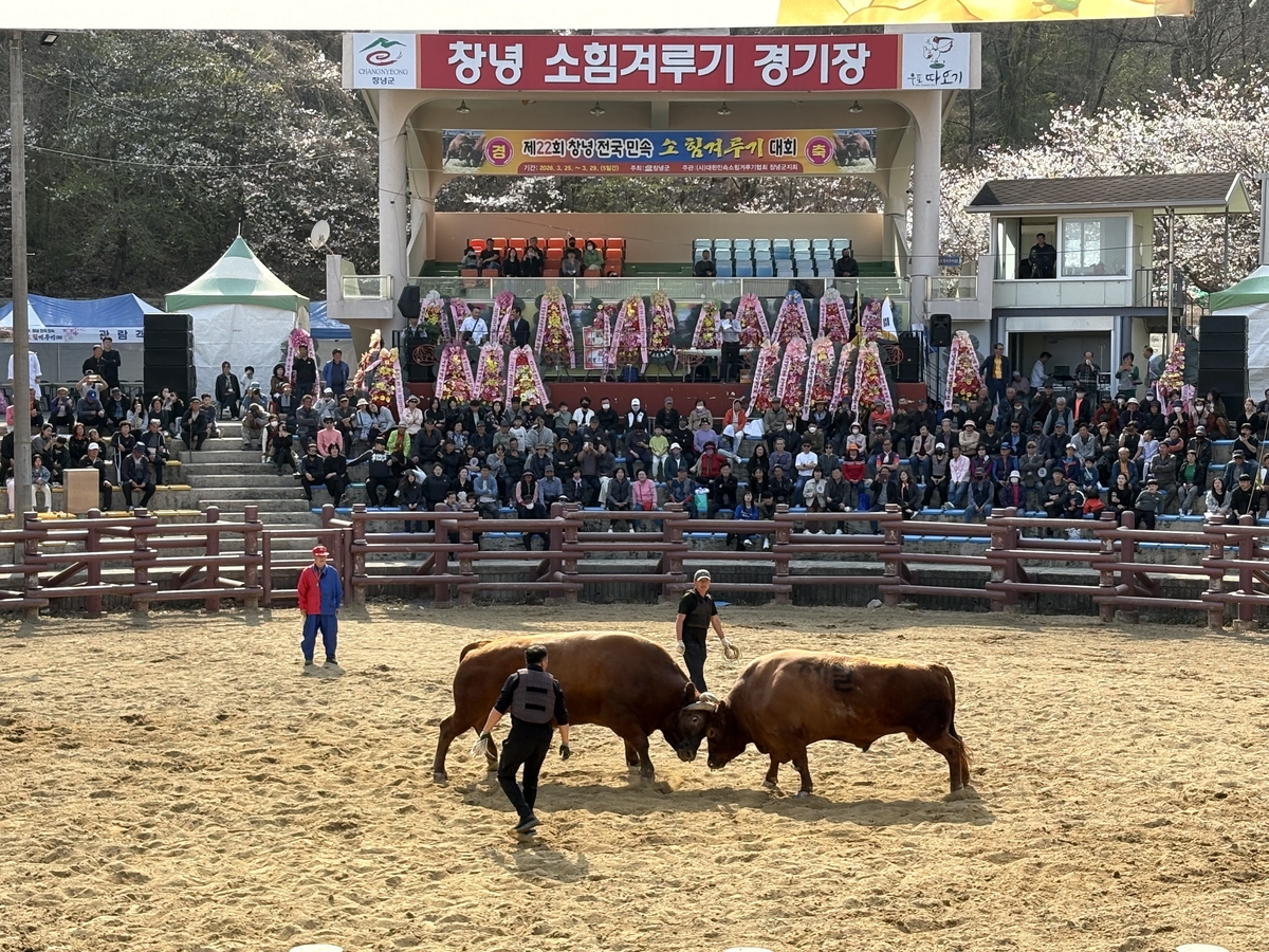 제22회 창녕 전국 민속소힘겨루기대회 성료