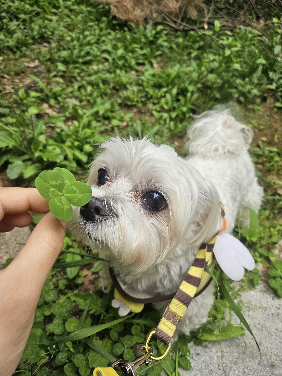 성남시, 반려동물 의료서비스 지원사업 확대