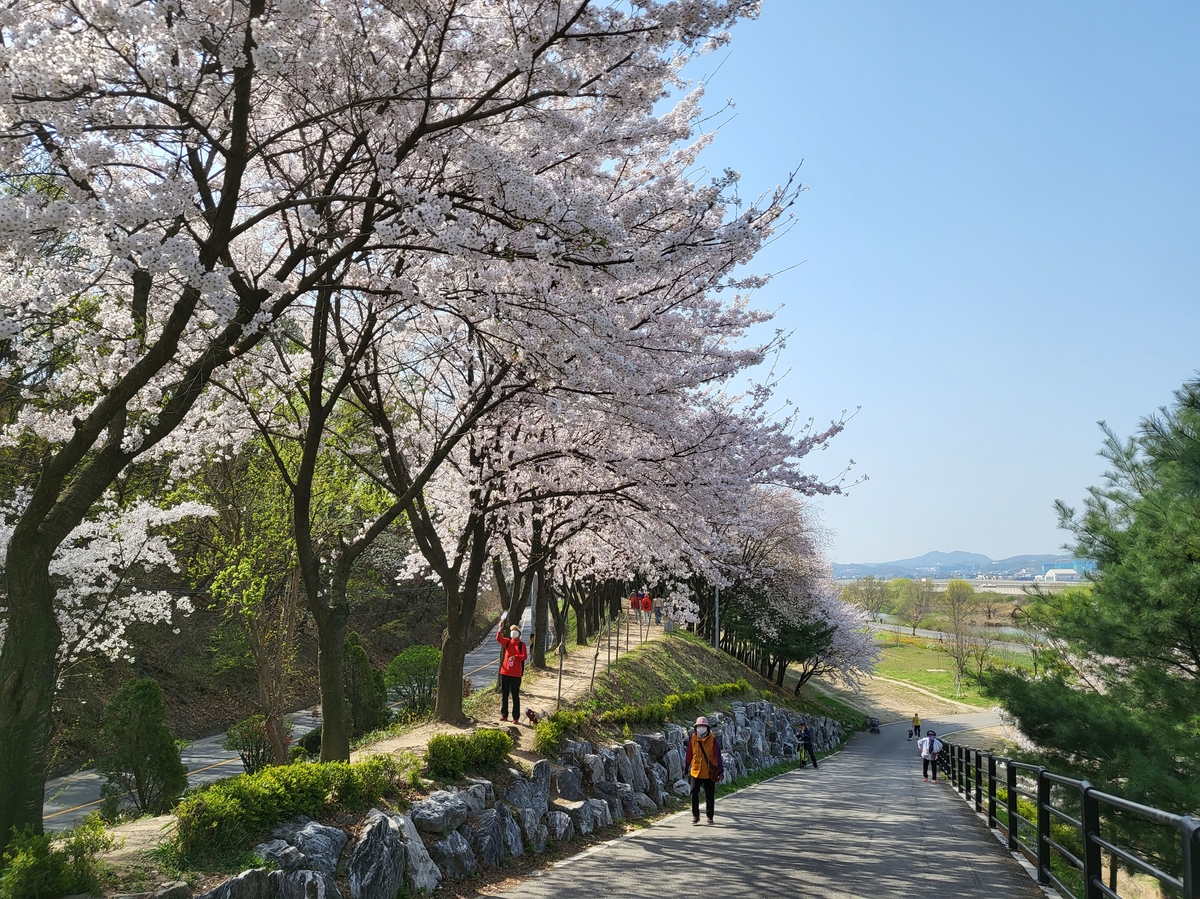 성남시, 벚꽃길 명소 9경 