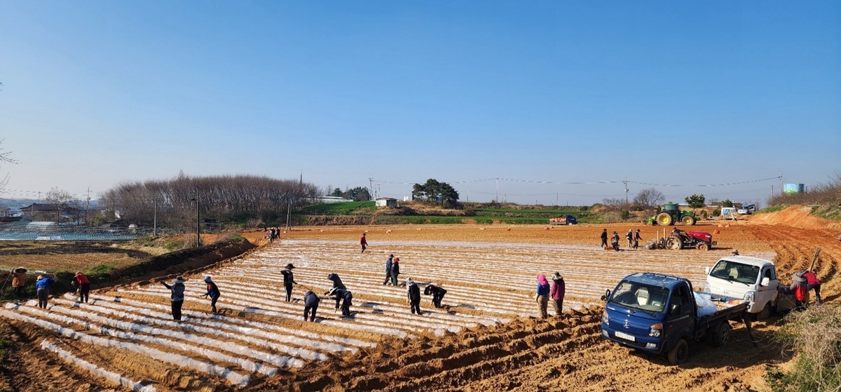 정읍시, 신품종 고구마 '호풍미' 첫 정식…