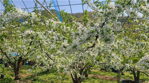 증평군, 체리꽃으로 봄 관광 연다…특화작목 육성 박차