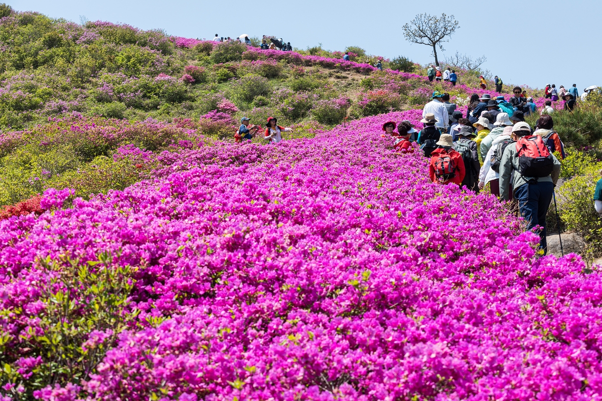 합천군, 제30회 황매산 철쭉제 개최