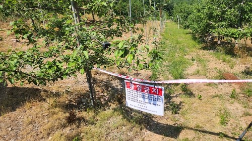 충북 충주서 올해 첫 과수화상병 발생