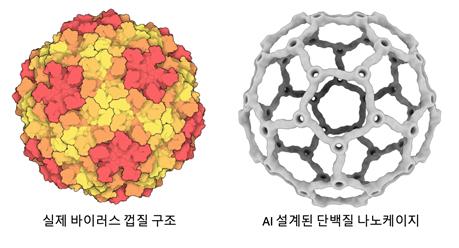 실제 바이러스 껍질 구조와 AI로 설계한 단백질 나노케이지