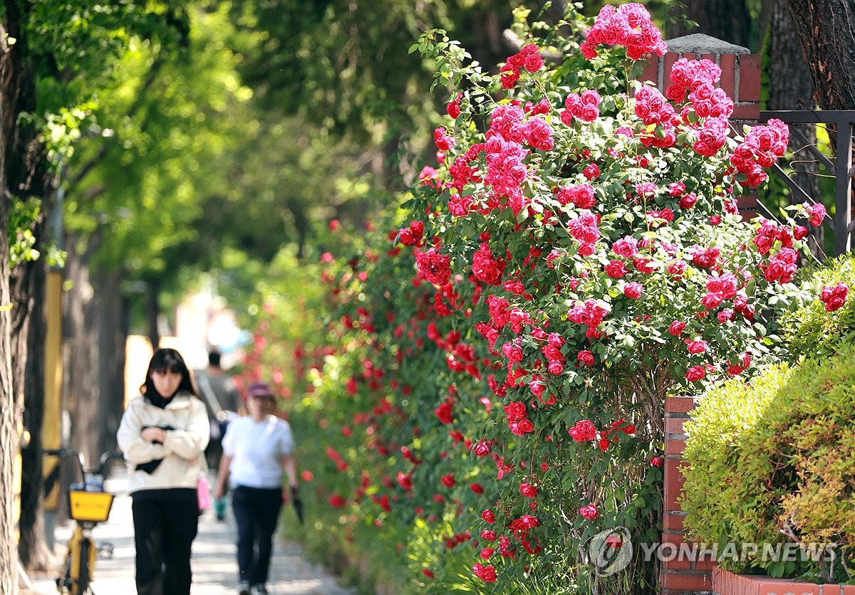 도심 속 장미 활짝