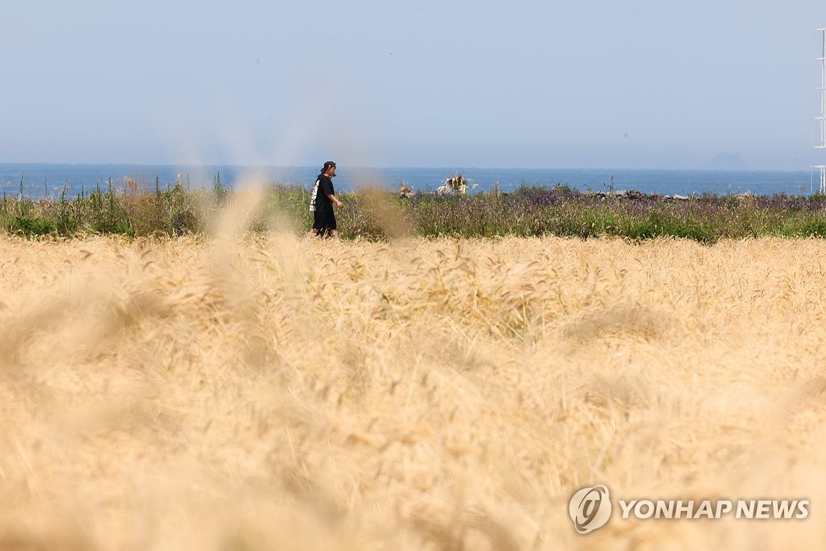 황금빛 보리밭 사이로