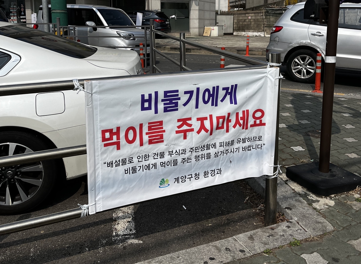 계양구, '유해 집비둘기 먹이주기 금지' 홍보 강화