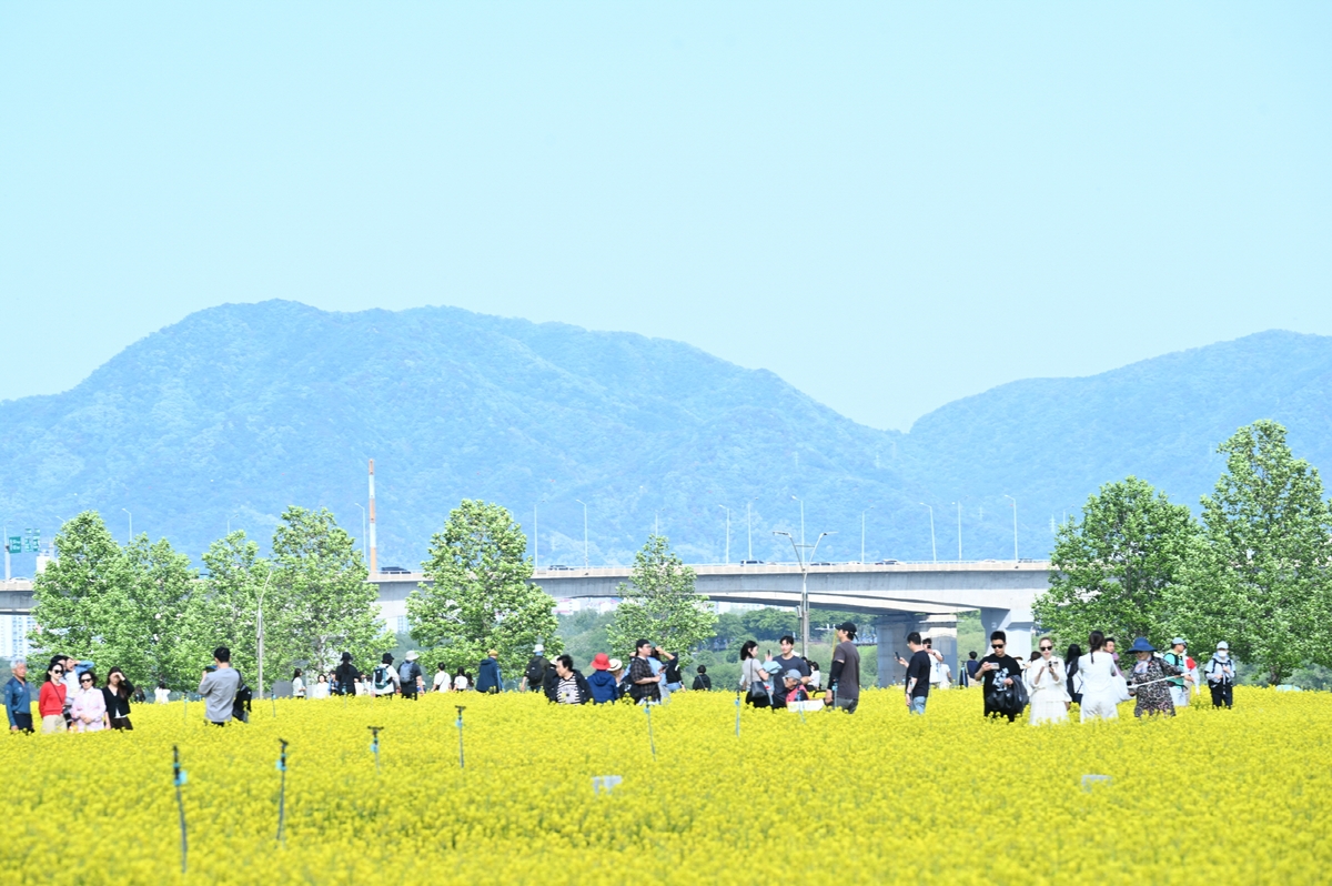 노란 물결 속 봄의 향연, '2026 구리 유채꽃 축제' 성황리 마무리