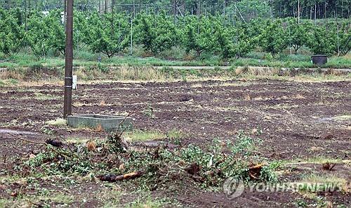 과수화상병으로 사라져버린 사과밭