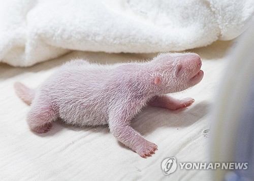 지난 3일 태어나 이틀 뒤 새끼 판다 모습