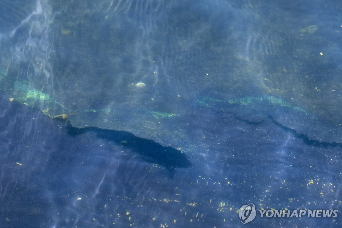 '리플렉팅 풀' 바닥의 파란색 자재가 벗겨진 모습