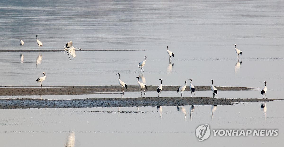 인천 강화 갯벌에서 겨울나는 두루미