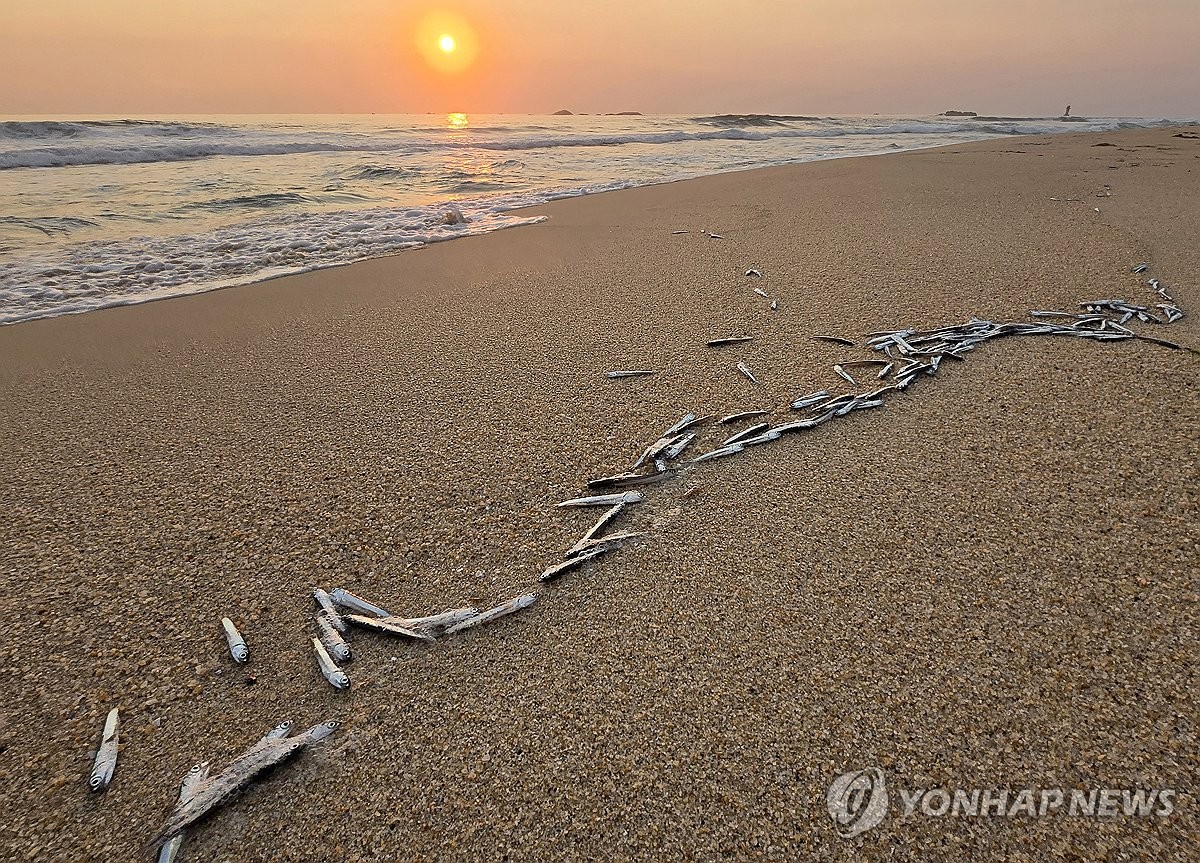 경포해변 밀려온 은빛 멸치떼