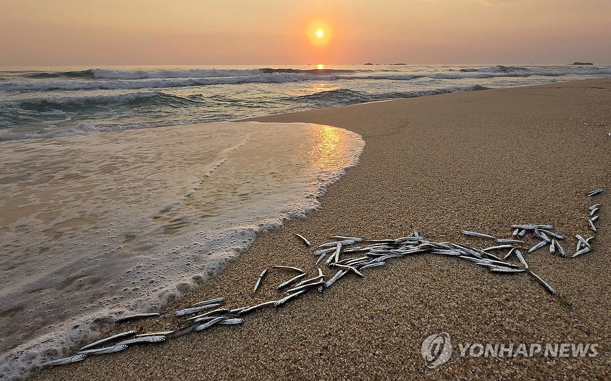경포해변 밀려온 은빛 멸치떼
