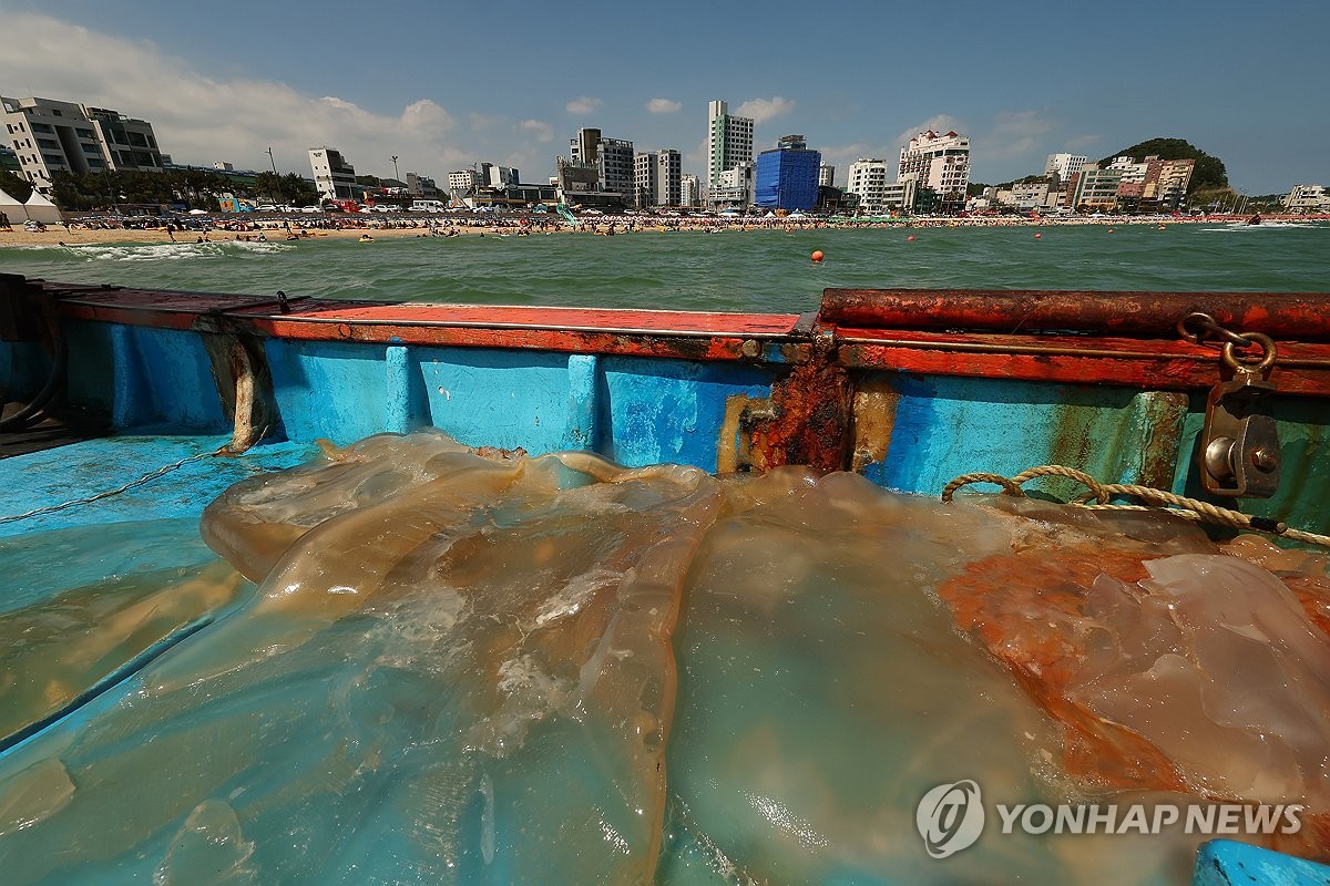 해파리 한가득