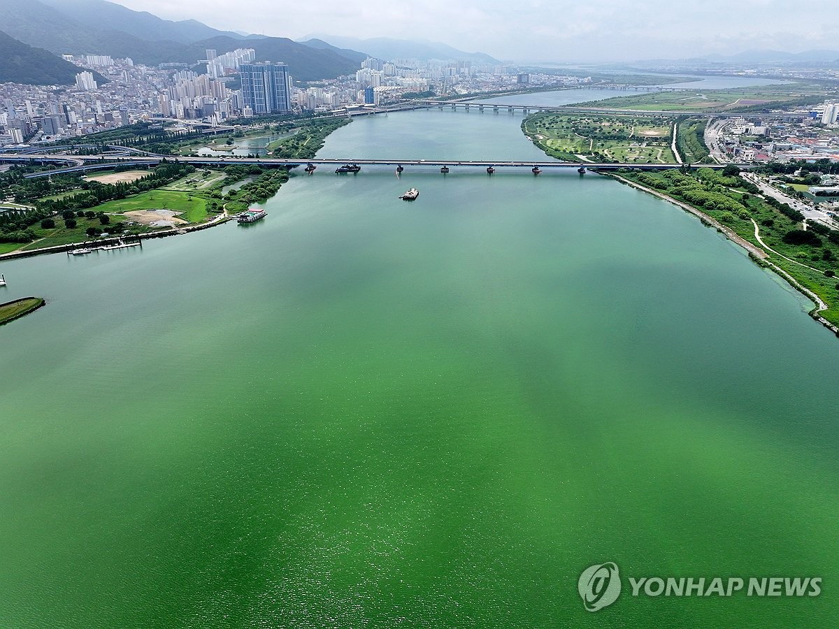초록색으로 변한 낙동강