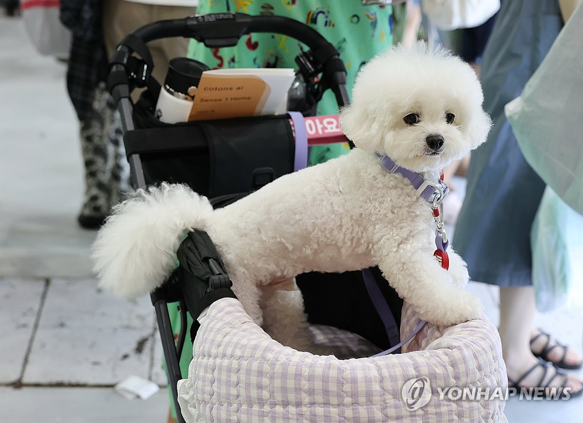 유모차 타고 펫페어 찾은 강아지