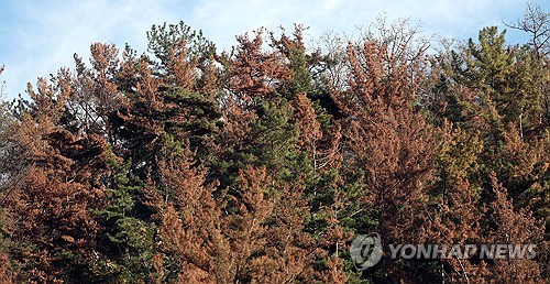 소나무재선충병 걸린 소나무
