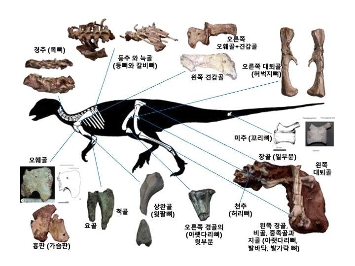 '보성 조각류 공룡(코리아노사우루스 보성엔시스) 골격화석' 골격도