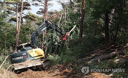소나무재선충병 감염 나무 벌목