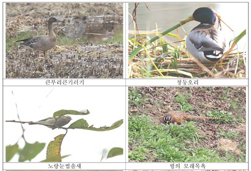 2025년 11월 4일 운정호수공원 현장 모니터링에서 발견된 출현종 사진