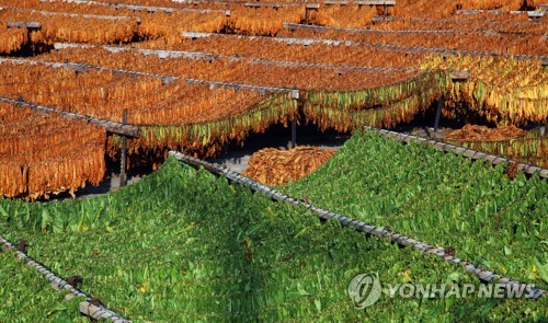 담배농업 해외 자료사진
