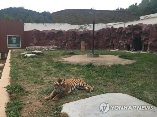 우치동물원 호랑이 사육사