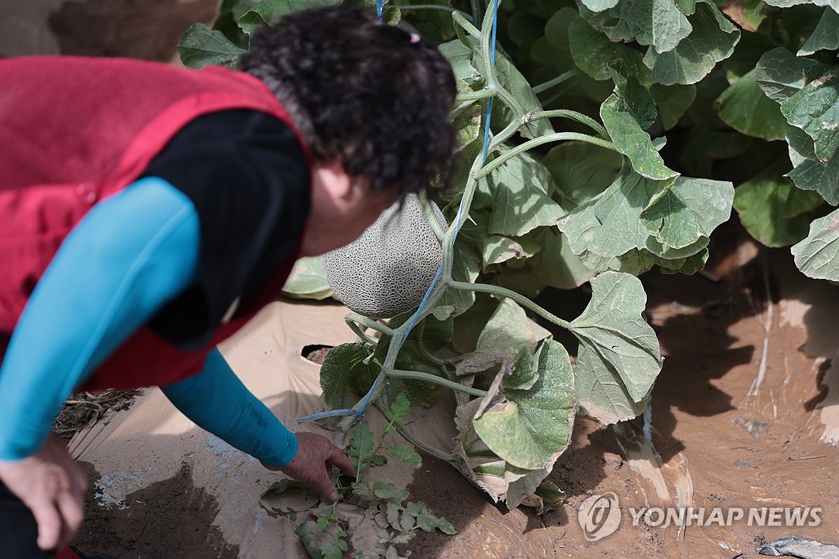 침수된 멜론 살피는 농민