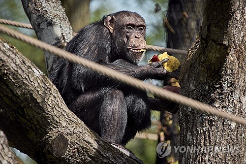 침팬지