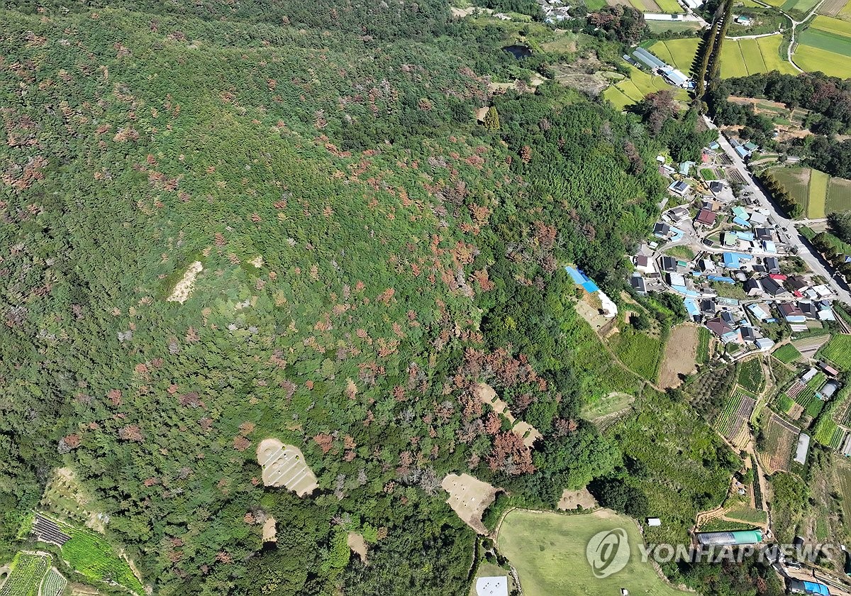 소나무재선충병으로 변색된 야산